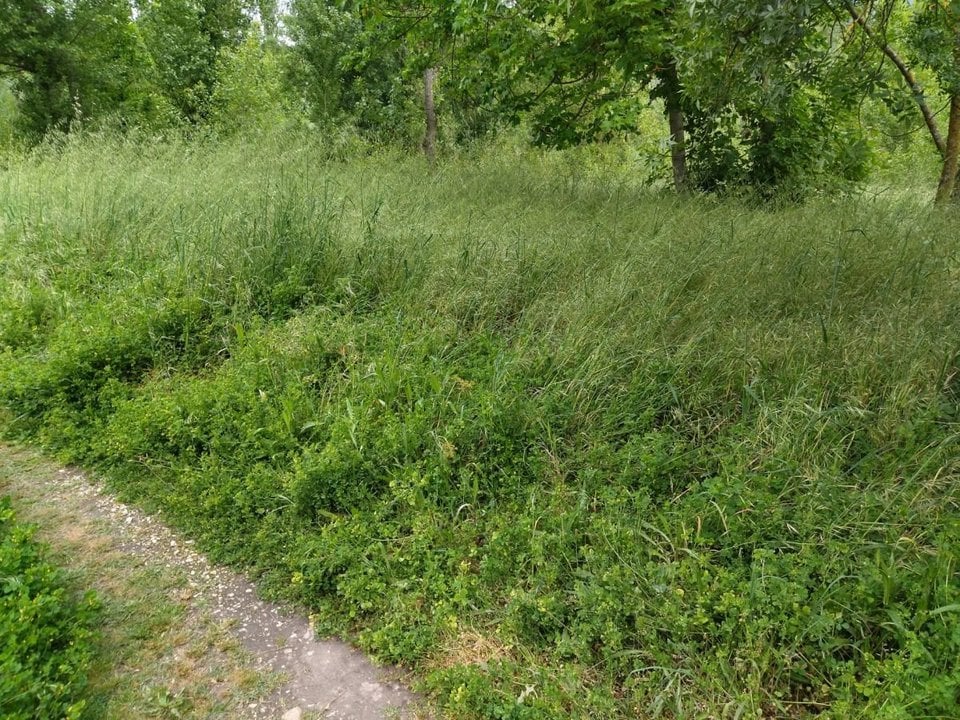 La prevención pasa por evitar paseos entre hierbas altas.