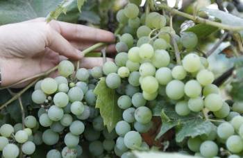 Las altas temperaturas de la primavera aceleraron la maduración de la uva y la vendimia de este año será histórica por adelantarse a agosto. 