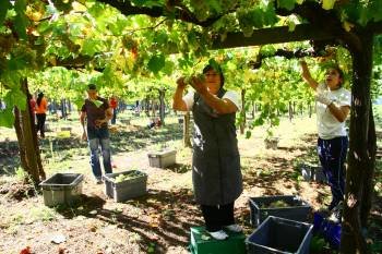 Bodegas La Val comenzó ayer la recogida de uva albariño en su Finca Arantei, en Salvaterra de Miño.