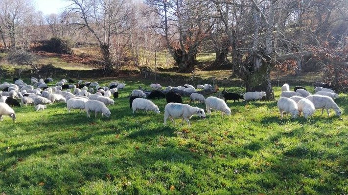 Rebaño de ovejas de la granja A Cirruxana, en Ardexaxe (Viana do Bolo.