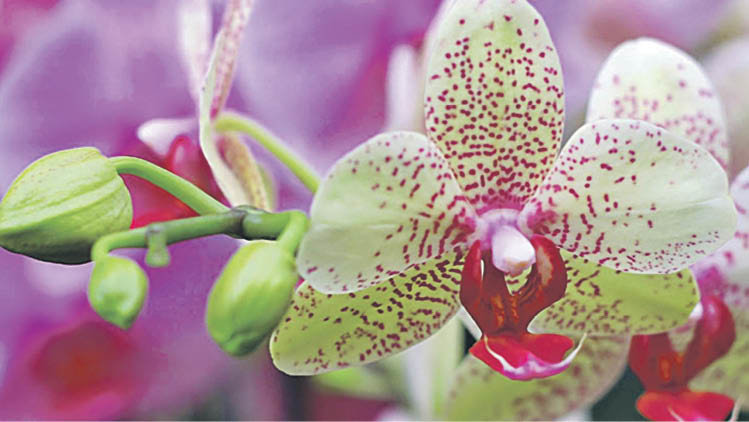 Cuidado de las orquídeas en agua