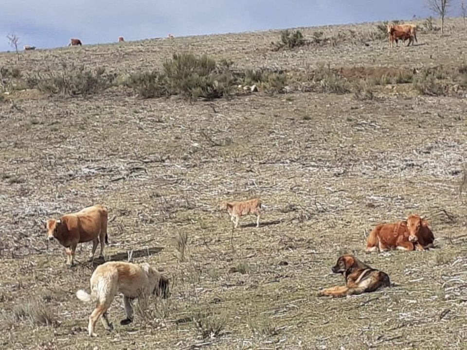 Vacas pastando en los prados de Vilanova de A Veiga, junto a los perros mastines.