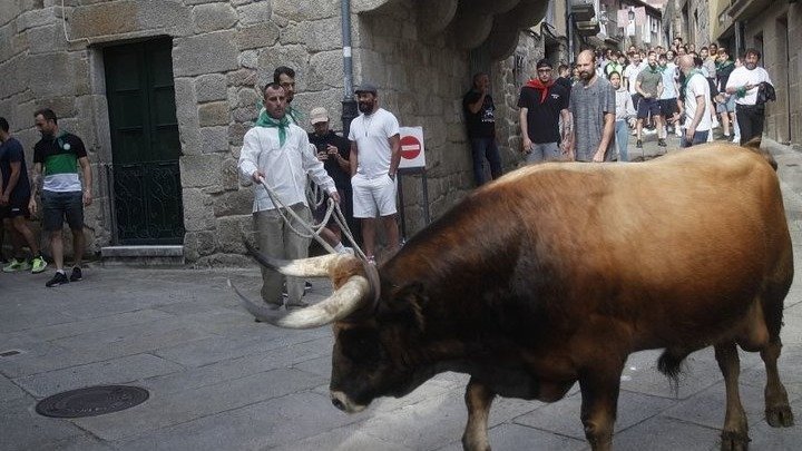Un boi recorre las calles de Allariz en la fiesta del 2023.
