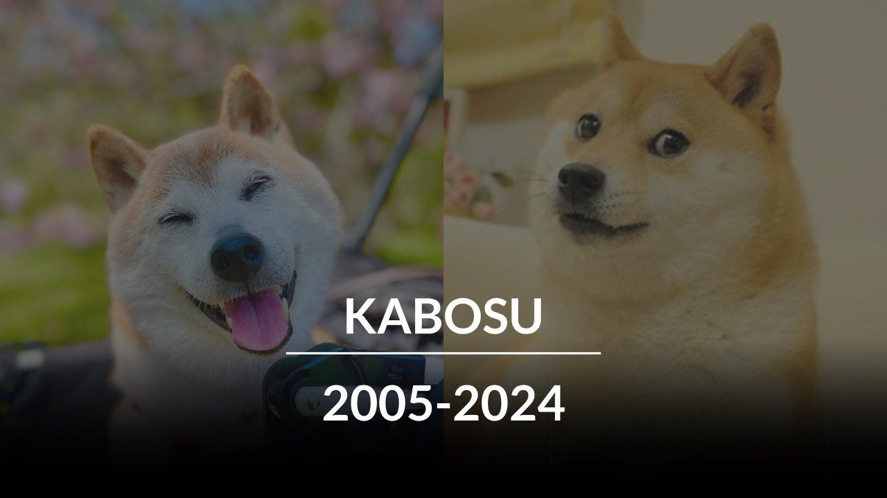 Kabosu, la perra viral del meme Doge