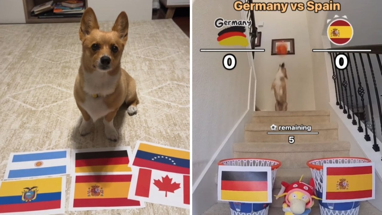 Steph Furry, el perro viral que predice el resultado de los partidos de la Eurocopa.